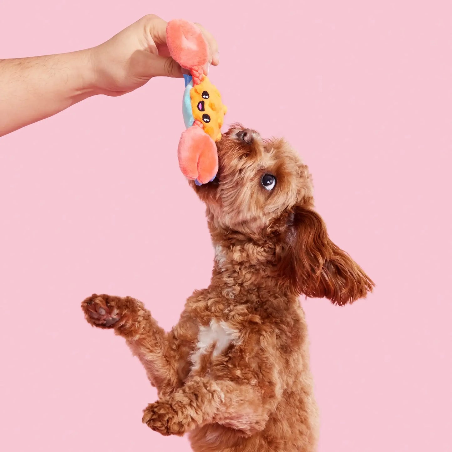 Plush Dog Toys Sally Bitefoot Crab, for Dogs of All Sizes