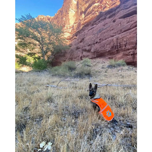 Reflective Dog Vest for Enhanced Safety: HiVisibility Fluorescent Blaze Orange Design Provides Maximum Visibility in Low Light